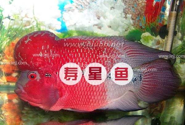 【壽星魚】壽星魚圖片_價(jià)格_壽星魚